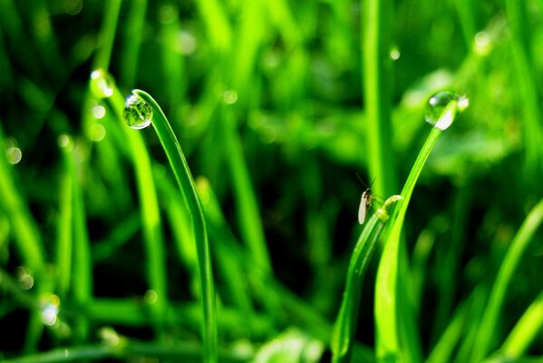 Dew drops on the green grass