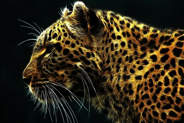 Infographie léopard sur fond noir