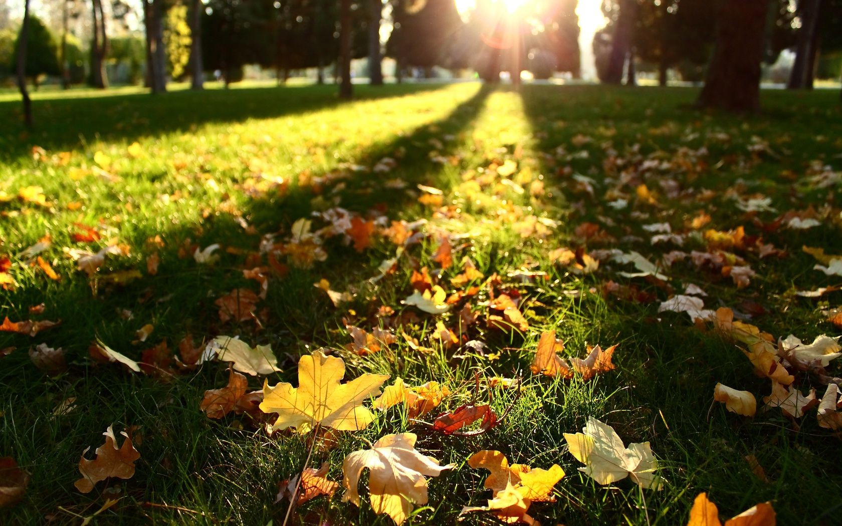 güneş ışığı ve ışınları çiçek bahçe yaprak çimen park doğa açık havada güzel hava sezon manzara güneş flora sonbahar çim renk çevre büyüme zemin alan