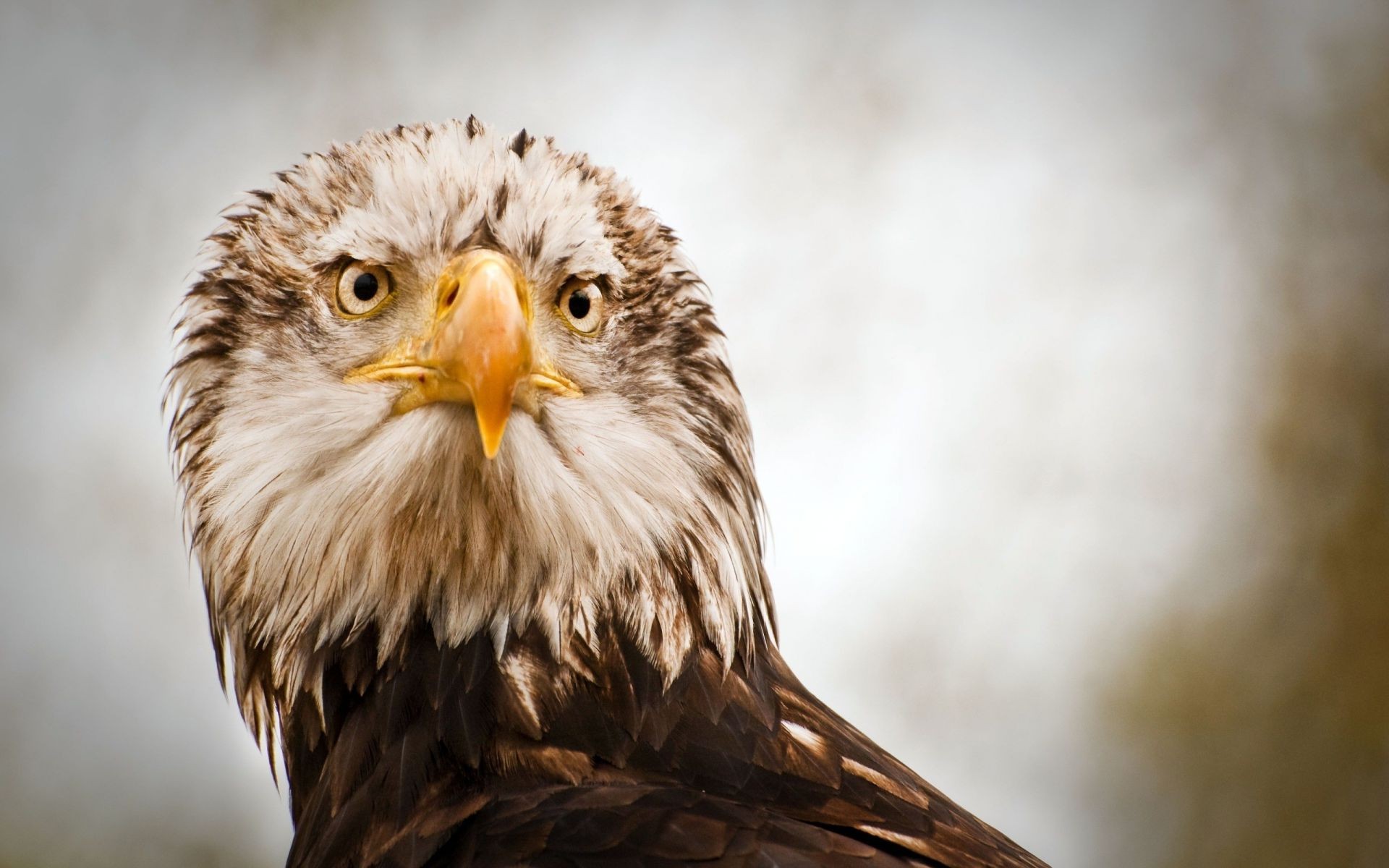 animali rapace aquila uccello fauna selvatica preda falco falco falconeria ritratto aquila calva predatore animale piuma becco natura cacciatore selvaggio maestoso volo