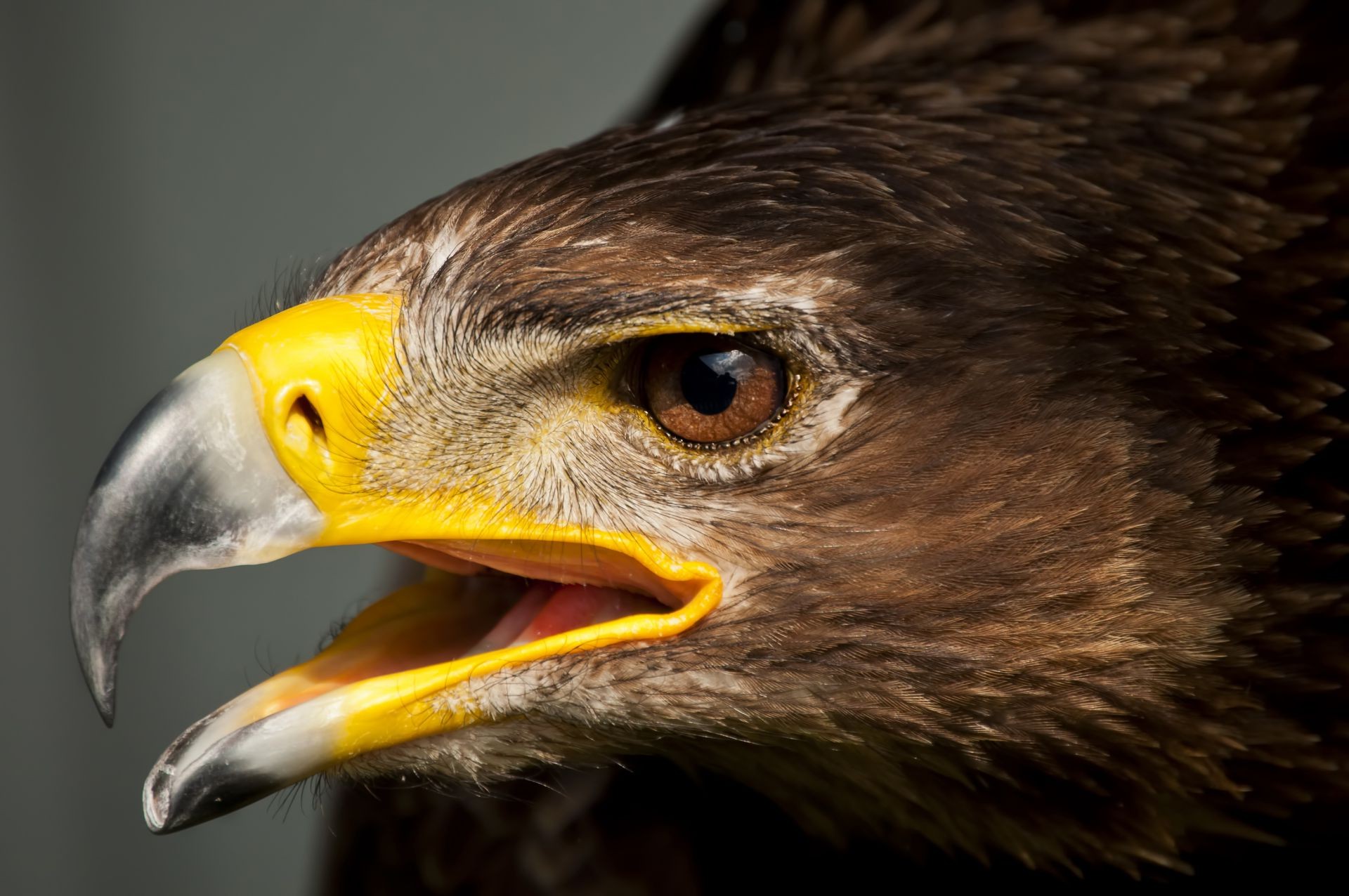 tiere adler raptor vogel tierwelt beute hawk falknerei weißkopfseeadler schnabel falke porträt feder tier raubtier glatze kopf auge avian zoo