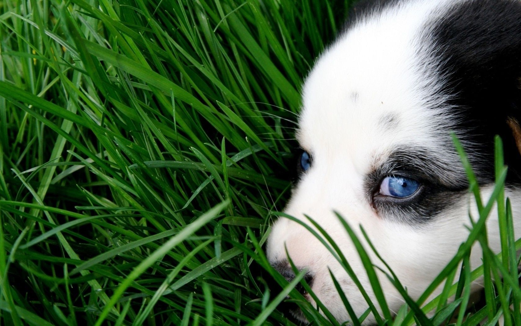 cane erba animale carino cane ritratto natura prato piccolo giovane occhio