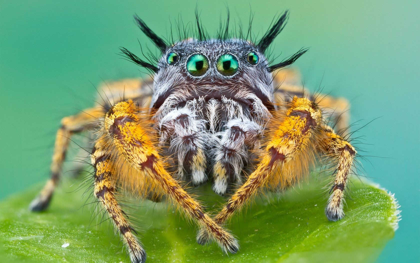 insectos araña insecto naturaleza arácnido animal peludo vida silvestre espeluznante salvaje miedo miedo primer plano telaraña peligro capítulo cerca fobia telaraña