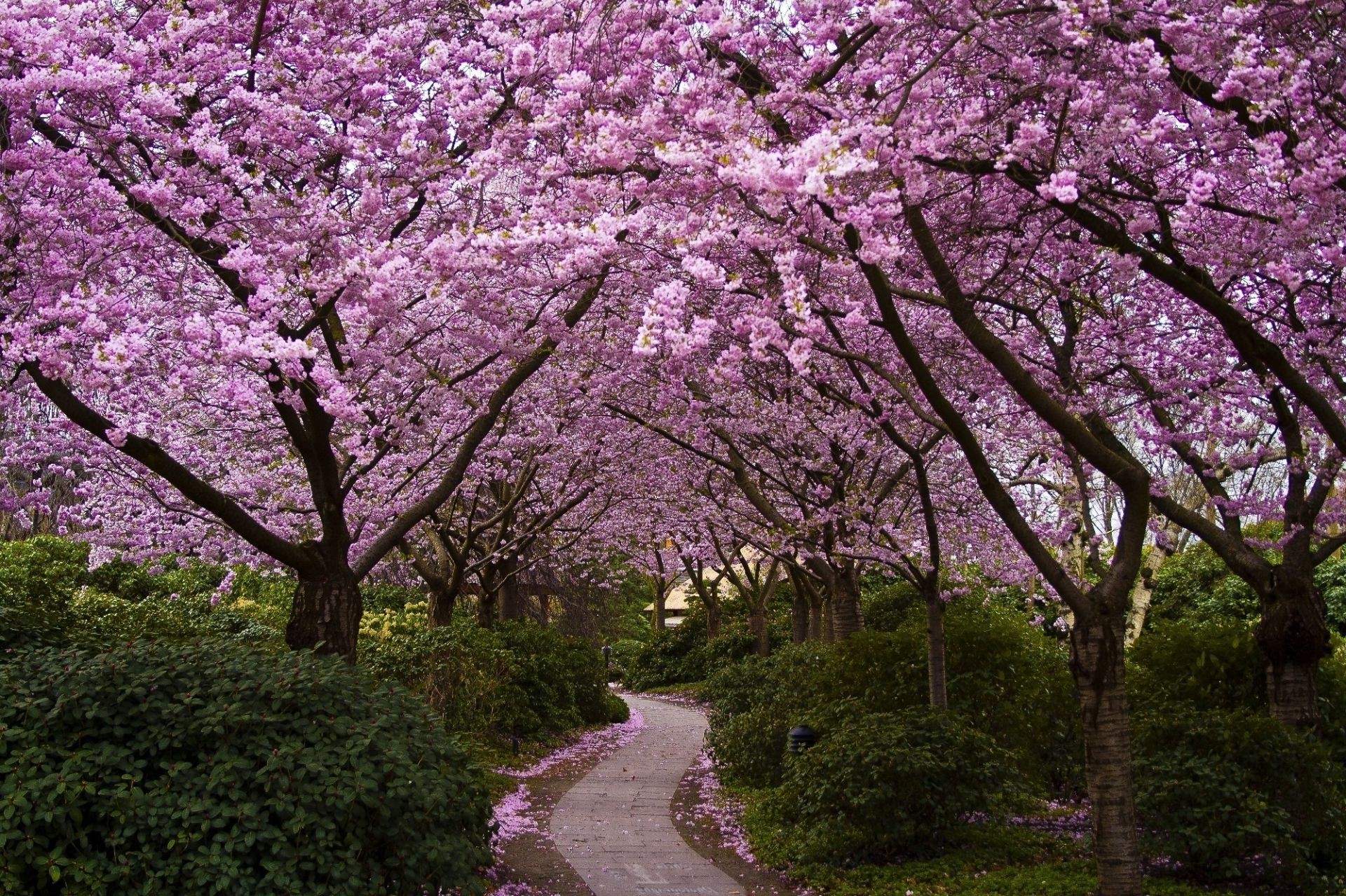 parcs arbre cerise fleur branche paysage saison printemps parc nature flore jardin bluming à l extérieur croissance pétale feuille couleur paysage scénique