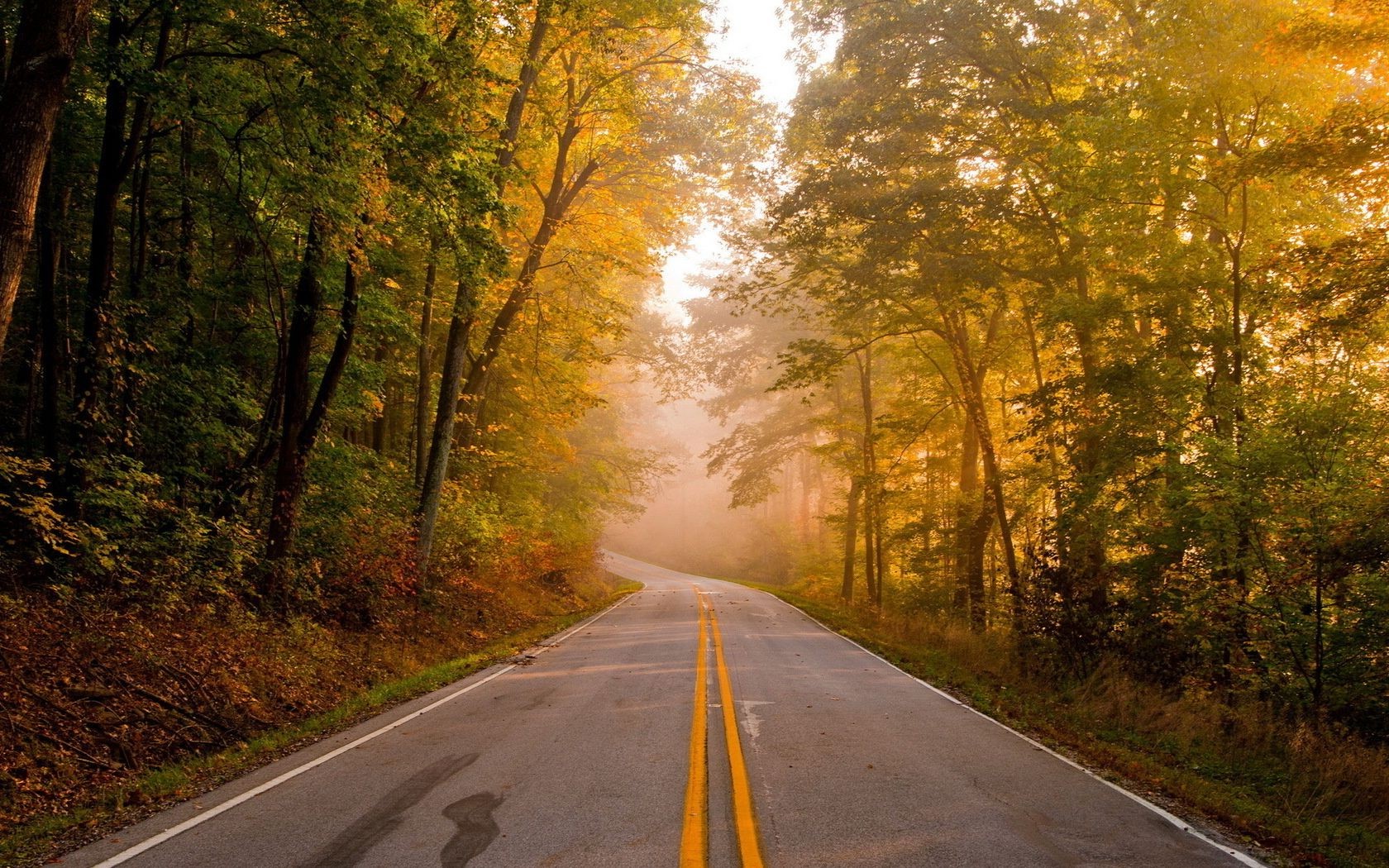 road guidance fall asphalt landscape tree lane highway wood leaf perspective outdoors dawn countryside fog