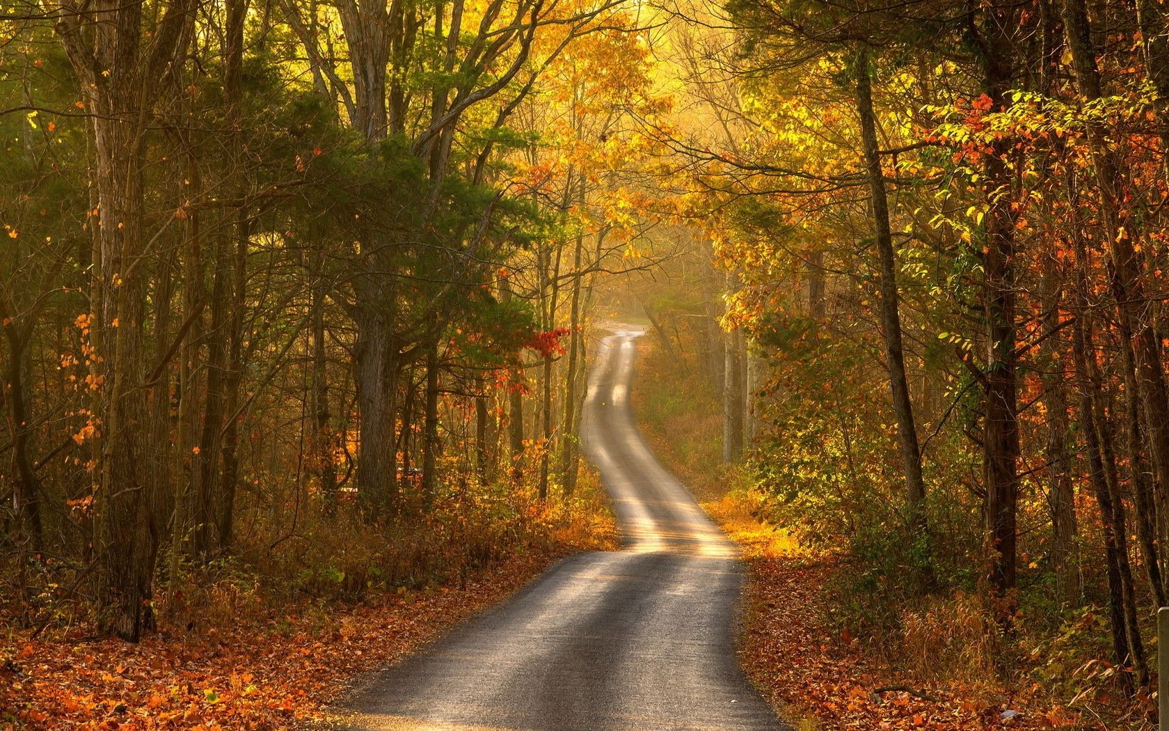 autunno autunno legno strada foglia albero natura guida paesaggio alba nebbia all aperto nebbia parco campagna prospettiva sole vicolo rurale sentiero