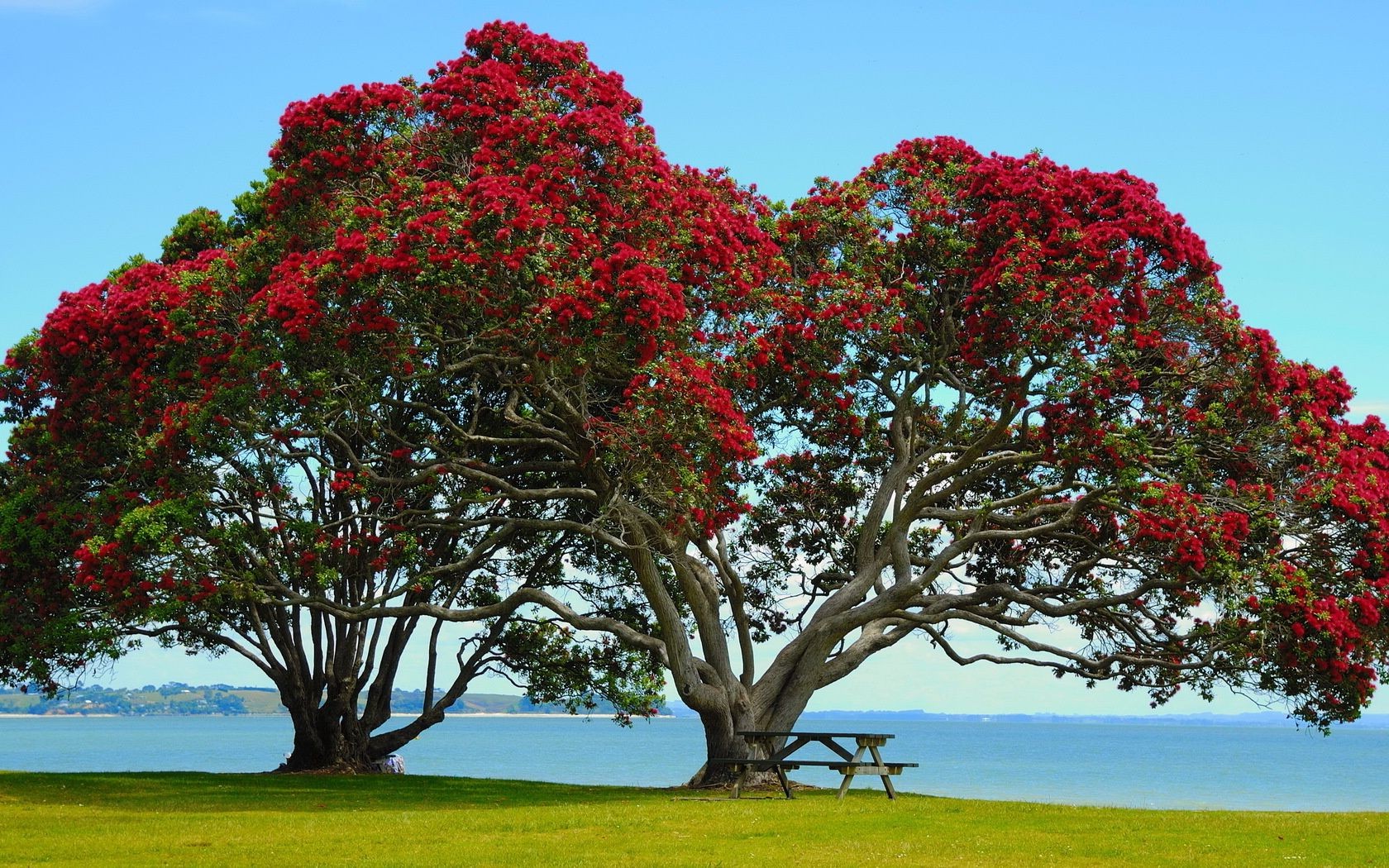 trees tree landscape nature park leaf flora flower garden branch outdoors season daylight color grass shrub environment field wood sky