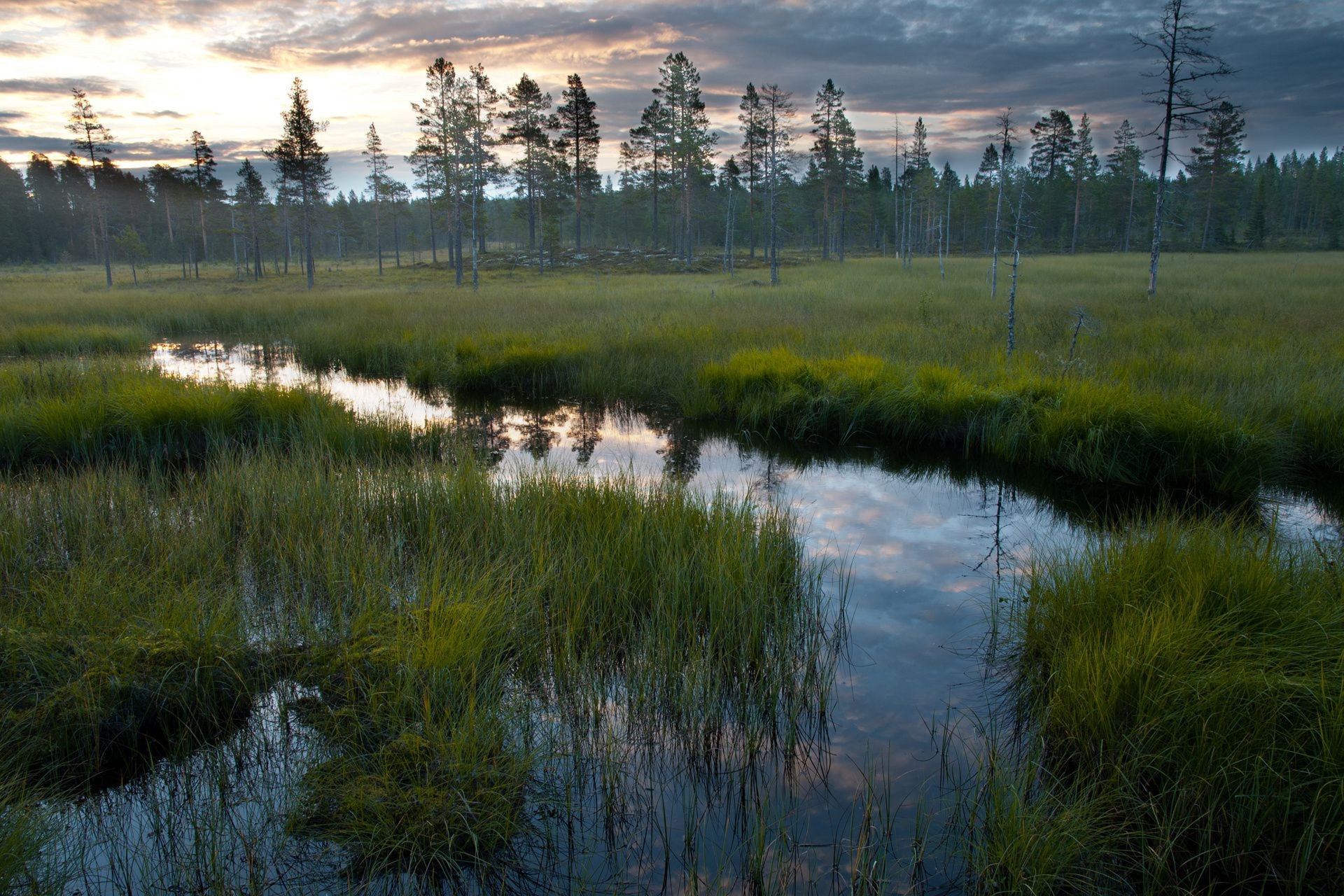 landscapes reflection water lake landscape river nature outdoors marsh grass sky tree pool travel wood dawn