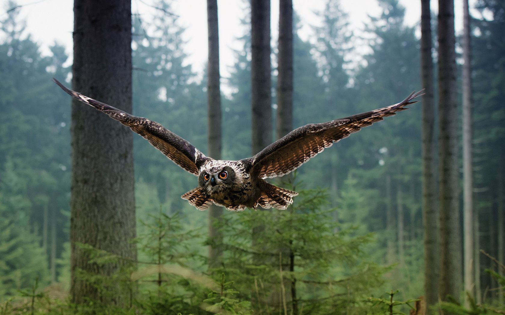 hayvanlar ahşap doğa raptor ağaç kuş açık havada gün ışığı yaban hayatı vahşi kartal