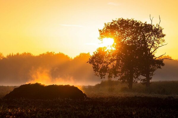 Sonnenuntergang auf einem Feld und einem Baum Hintergrund