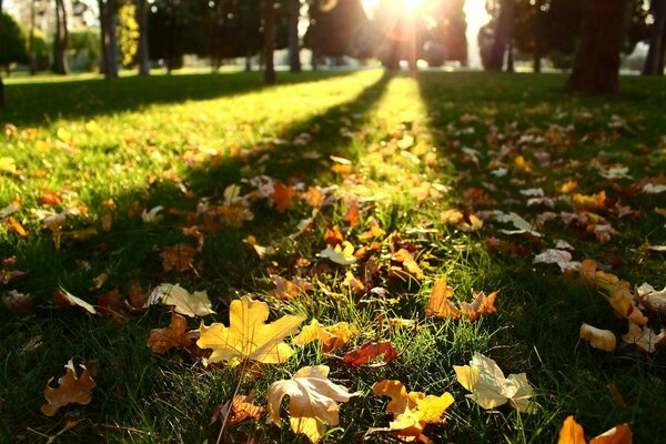 Autumn leaves in the sun on the grass