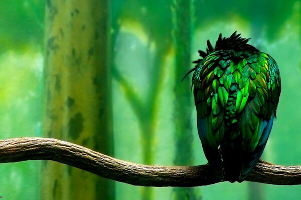 Un pájaro solitario como una hoja en un árbol