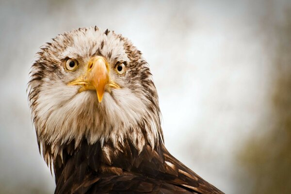 La mirada del águila en su objetivo