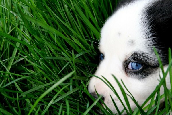 Yumuşak çimlerdeki sevimli köpek