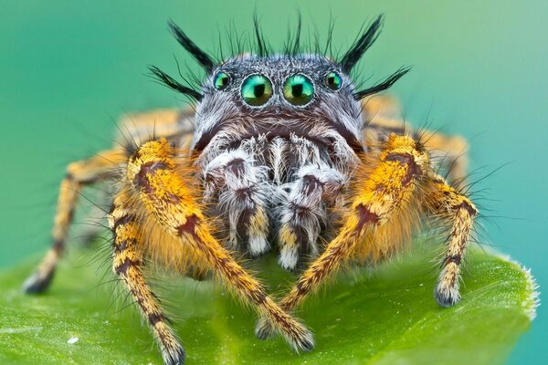 Spinne-ein Insekt, das Angst suggeriert