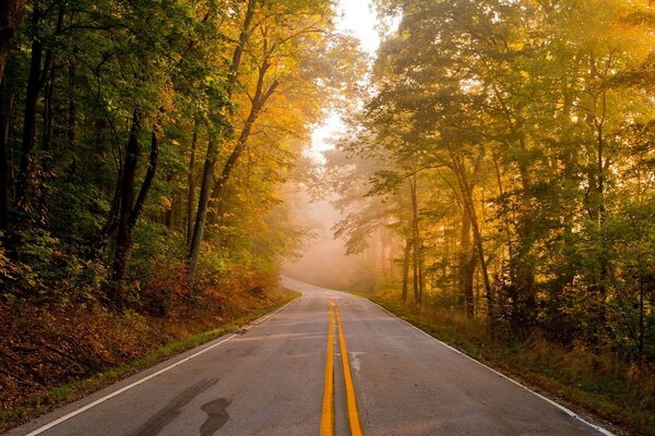 Light at the end of the road in the autumn forest