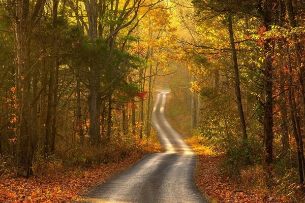 Ruhige Asphaltstraße zwischen Herbstbäumen