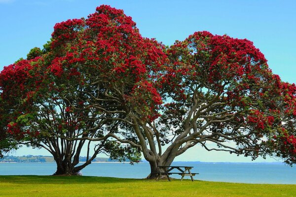 Trees of the park landscape of nature