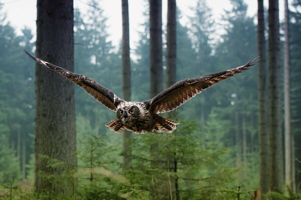 Schreckliche Eule im Flug im Wald