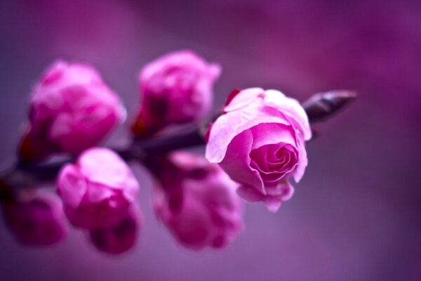 Ramo di fiore rosa in fotografia macro