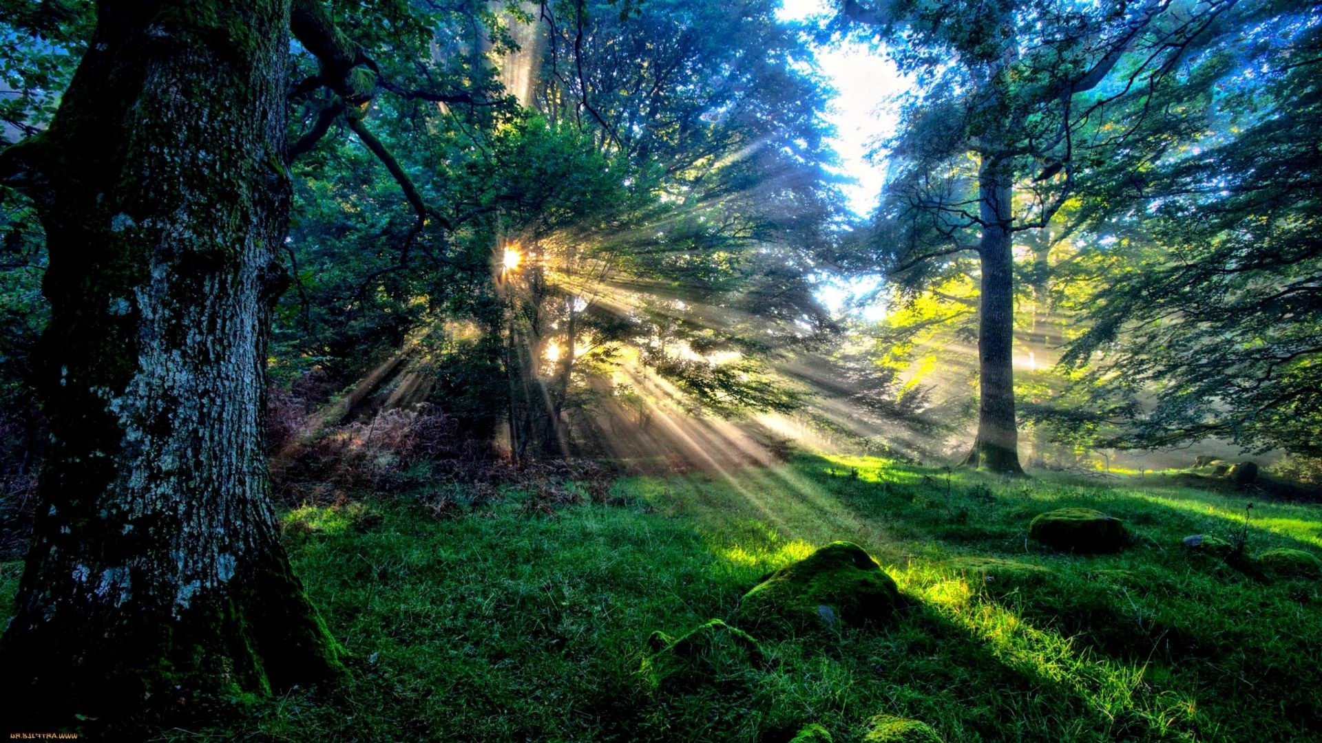 floresta árvore madeira paisagem natureza amanhecer parque estrada sol folha bom tempo guia ambiente luz ao ar livre grama cênica névoa campo rural