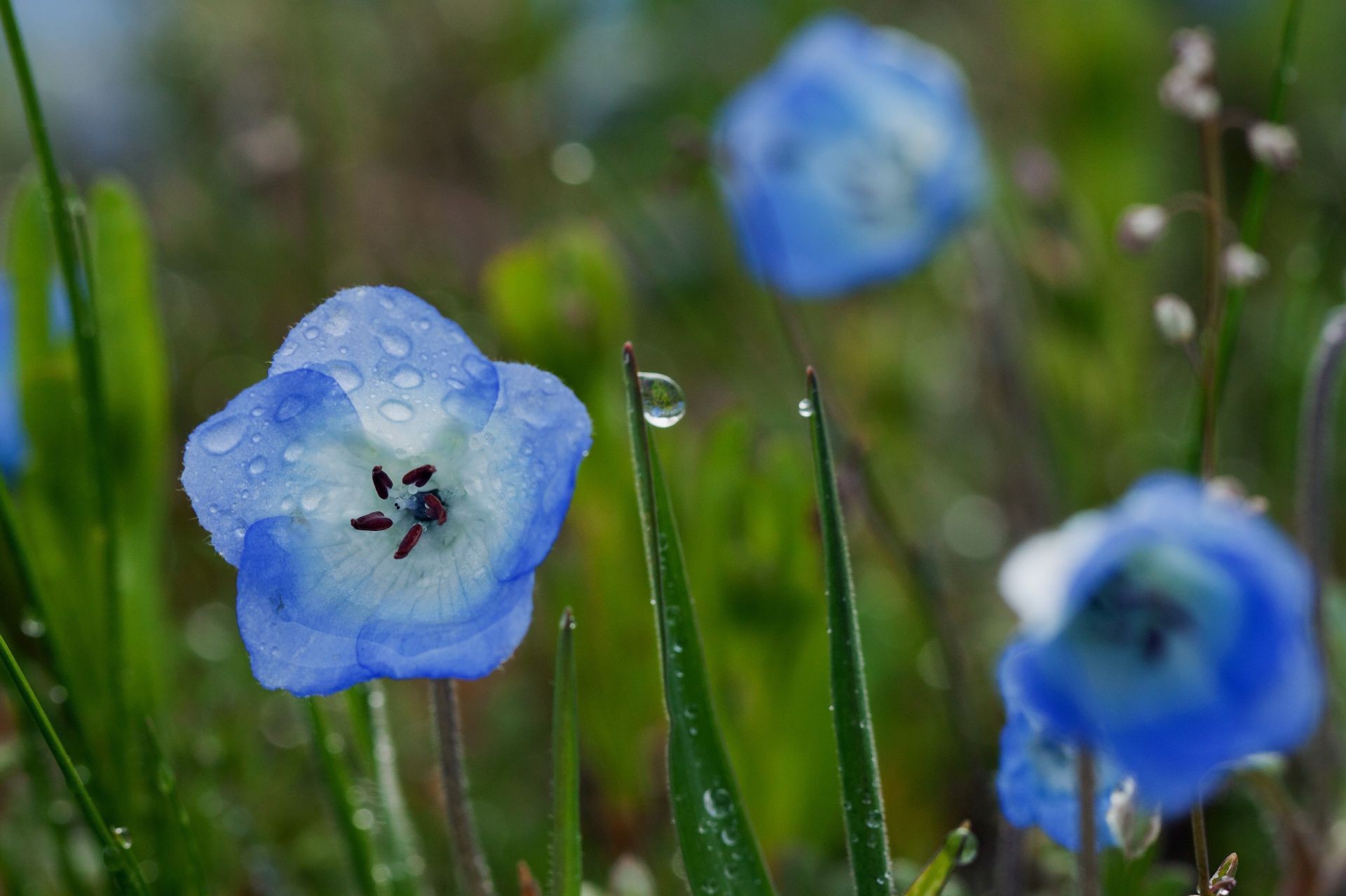 çiçekler doğa çiçek açık havada flora yaz çimen bahçe yaprak bulanıklık vahşi parlak kır çiçeği taçyaprağı büyüme güzel hava saman otu