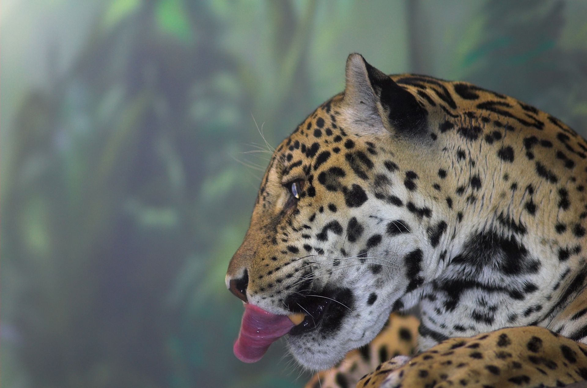 animais vida selvagem gato natureza jardim zoológico mamífero leopardo animal ao ar livre selvagem predador