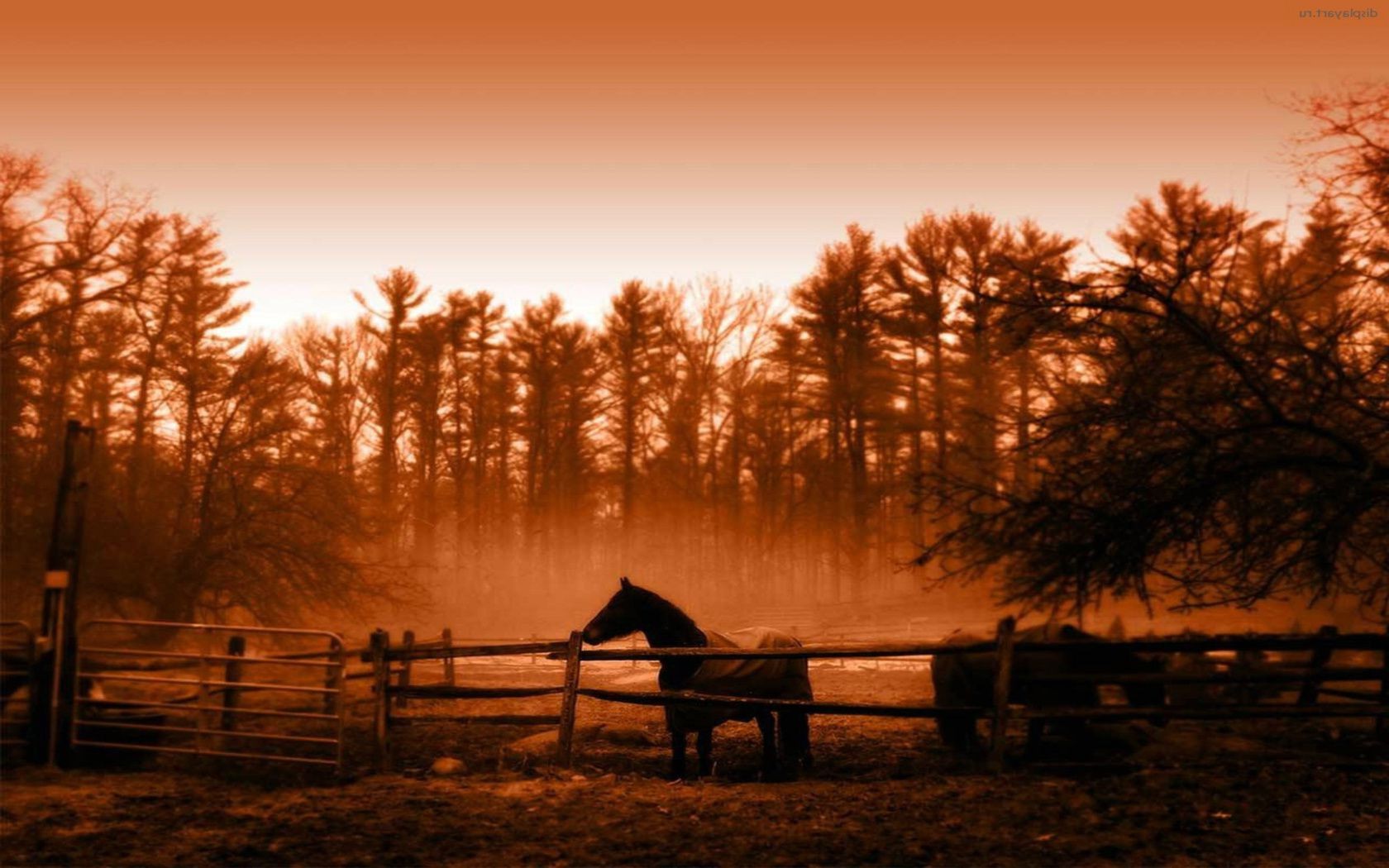 horses sunset dawn backlit tree silhouette evening sun landscape sky fog light wood outdoors dusk fall mist nature winter shadow