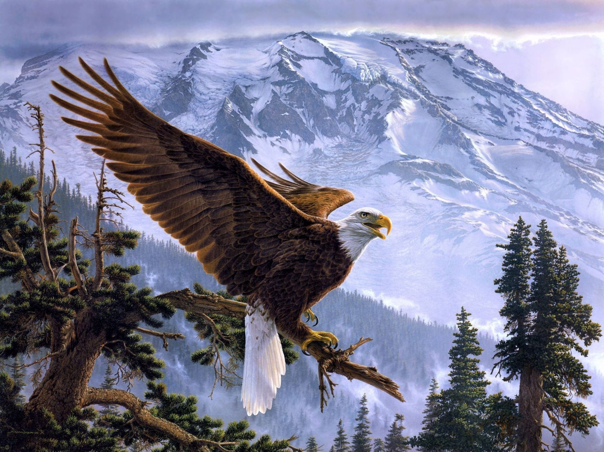 tiere raptor adler vogel schnee natur im freien tierwelt weißkopfseeadler winter himmel wild hock