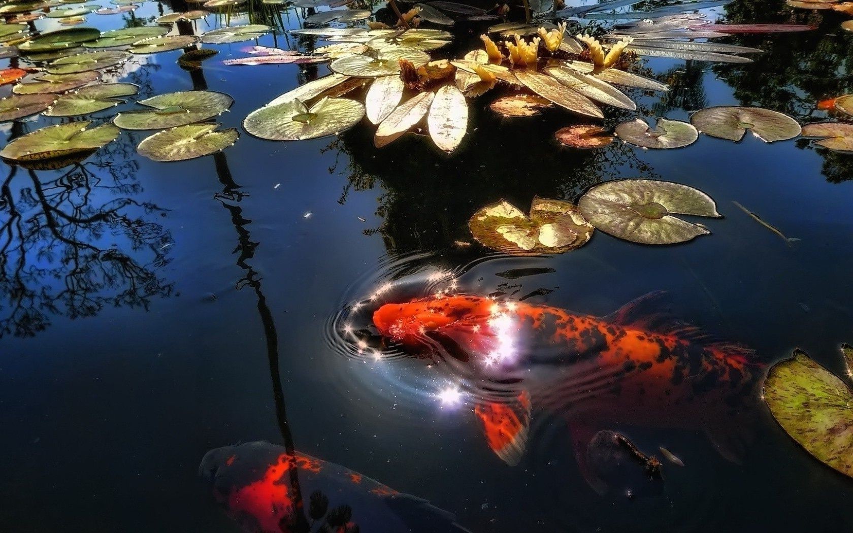 river fish fish water underwater river outdoors seafood nature travel aquarium reflection carp goldfish pool swimming sea