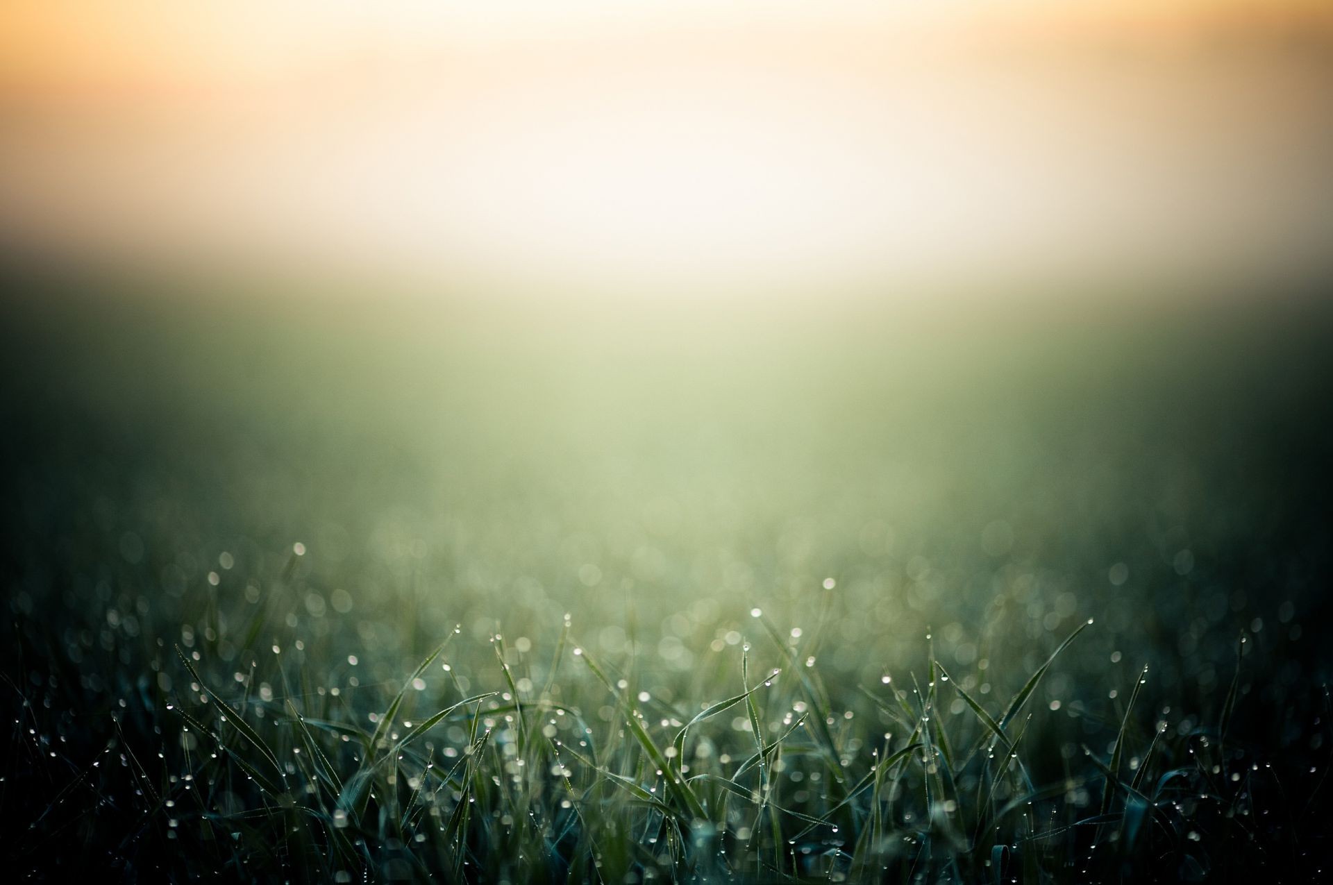 droplets and water blur sun landscape grass field hayfield dawn light abstract nature lawn rain fair weather dof garden fog grassland sunset flora environment