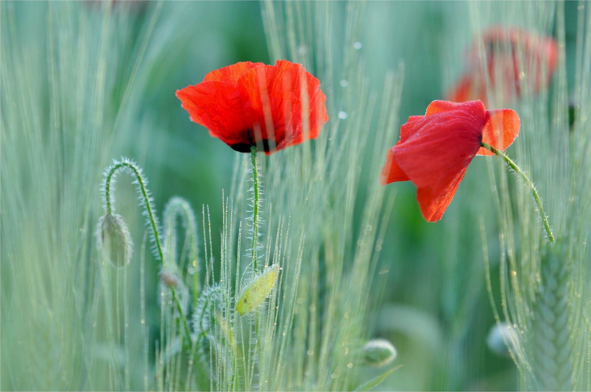 flowers nature summer flora poppy flower field bright leaf grass garden outdoors color rural growth hayfield fair weather season floral wild