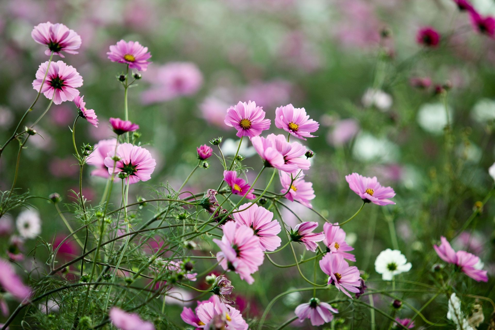 flores flor naturaleza verano flora jardín floración campo hierba pétalo heno floral color brillante al aire libre salvaje hoja temporada primer plano buen tiempo