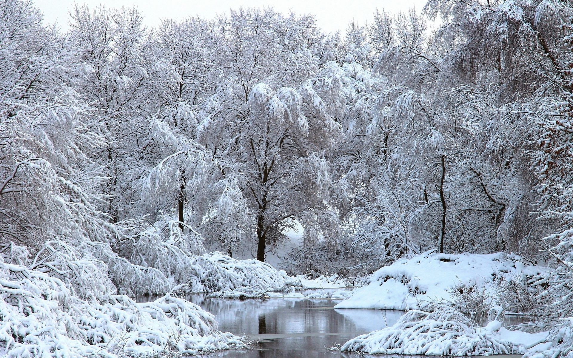 inverno neve geada frio gelo congelado madeira gelado paisagem tempo estação gelo madeira natureza neve-branco frio cênica