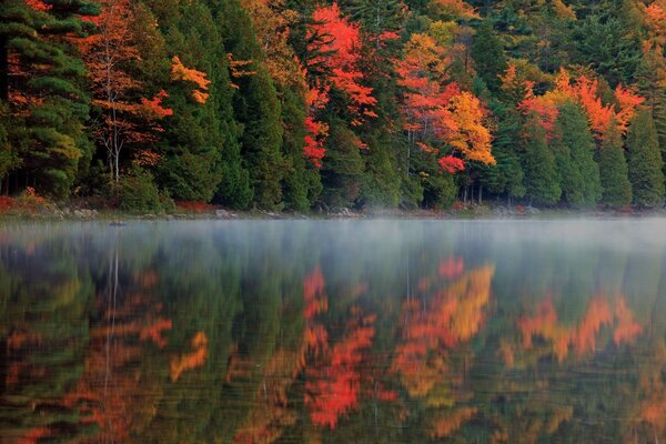 Caduta delle foglie d autunno al tramonto e all alba