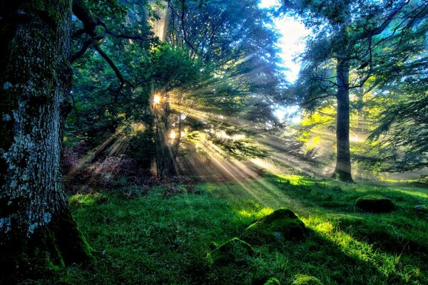 Raggi di sole attraverso il fogliame