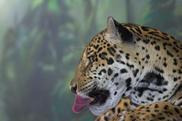 Leopardo parece um gato selvagem