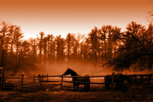 Horses walk at sunset near the trees