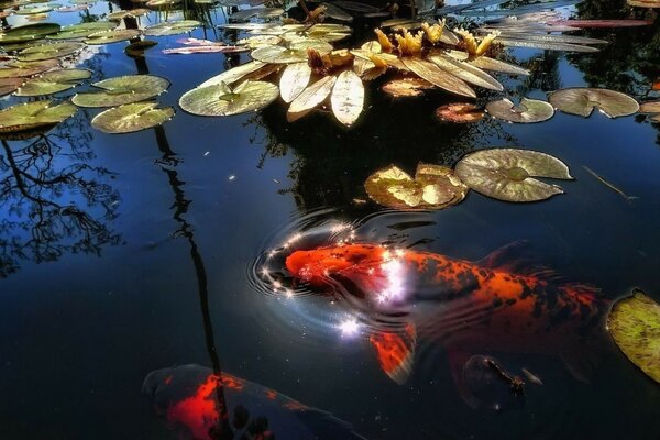 Red fish in the pond