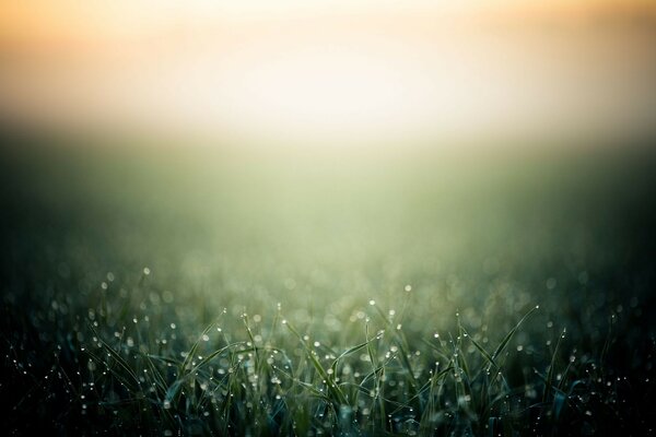 Dew drops on the grass in the rays of dawn