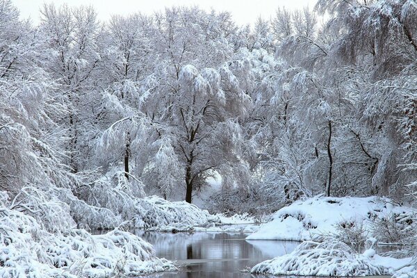 Winter forest and freezing river