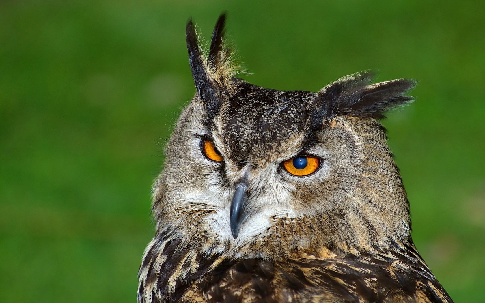 hayvanlar raptor baykuş kuş yaban hayatı av kartal doğa portre yırtıcı hayvan vahşi gaga göz şahinle avlanma avcı hayvan tüy gece kuşu yırtıcı hayvan avian