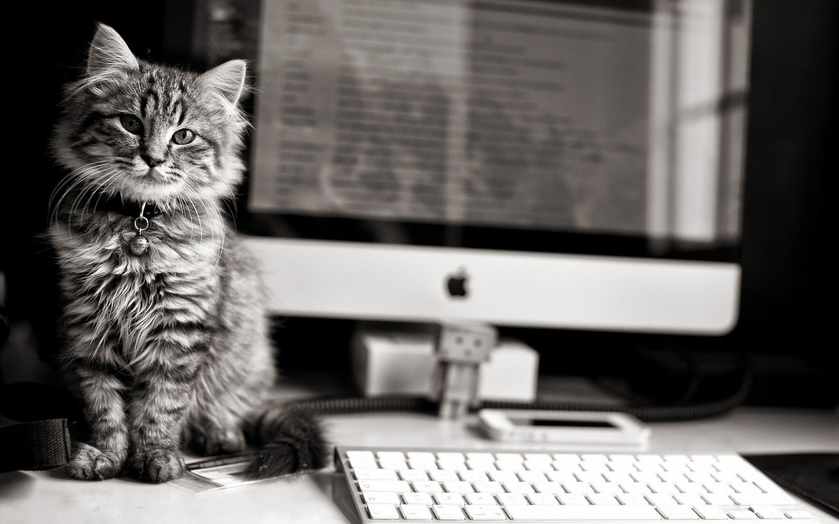 cats monochrome cat indoors one portrait sit