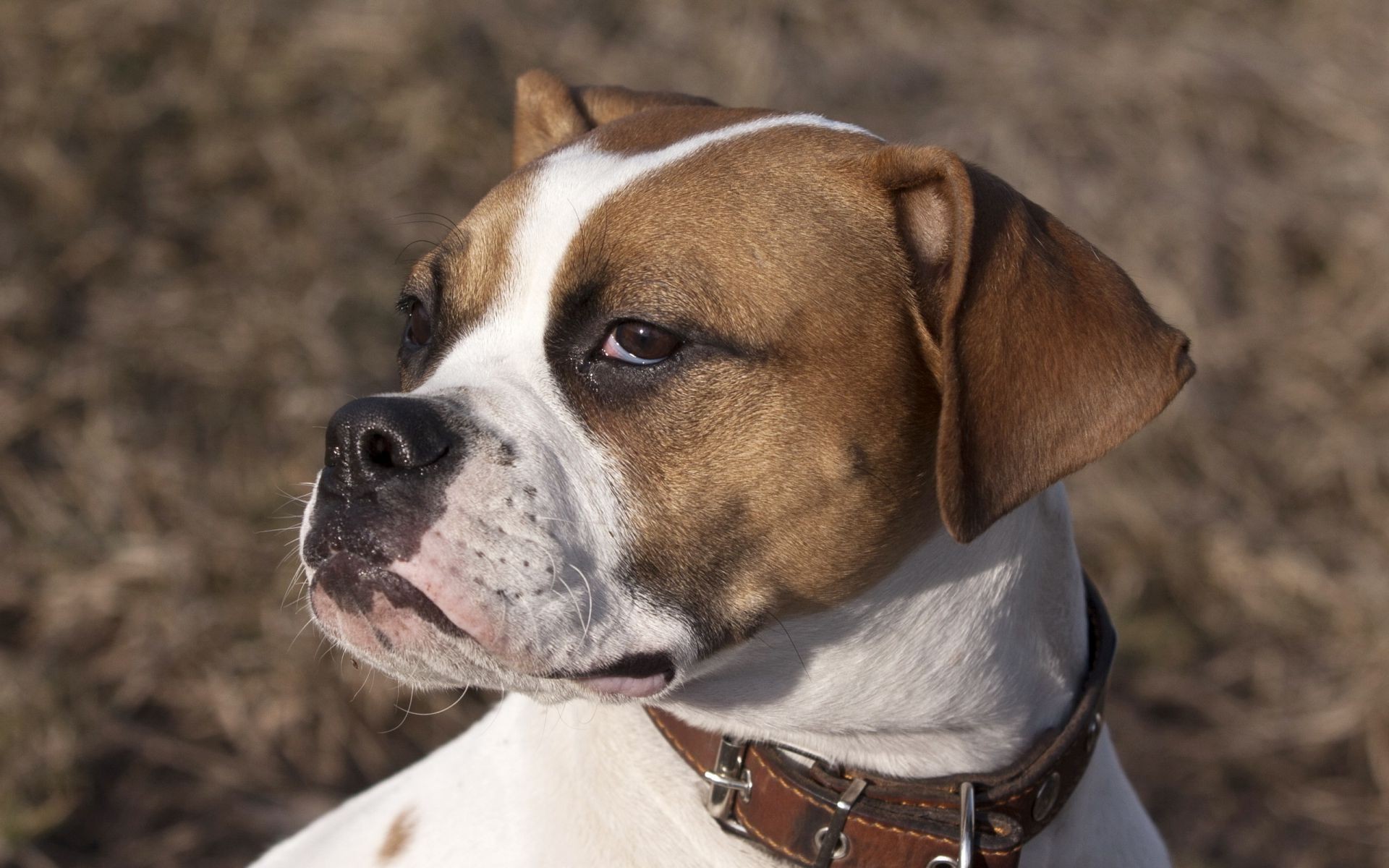 hund hund säugetier hundespezialist niedlich haustier tier porträt welpe natur lustig