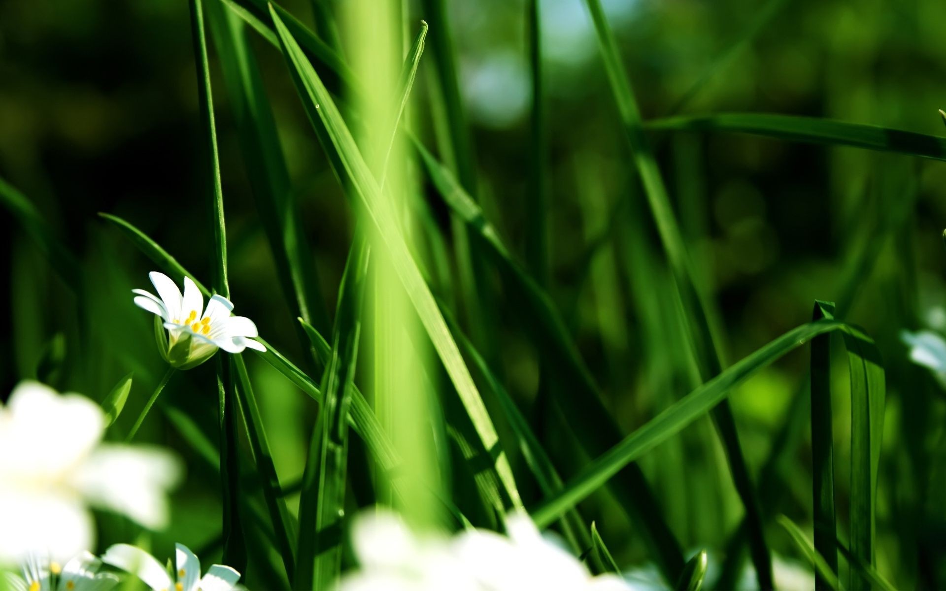 fiori natura foglia erba crescita flora estate giardino bel tempo luminoso sfocatura all aperto fiore sole fieno ambiente prato