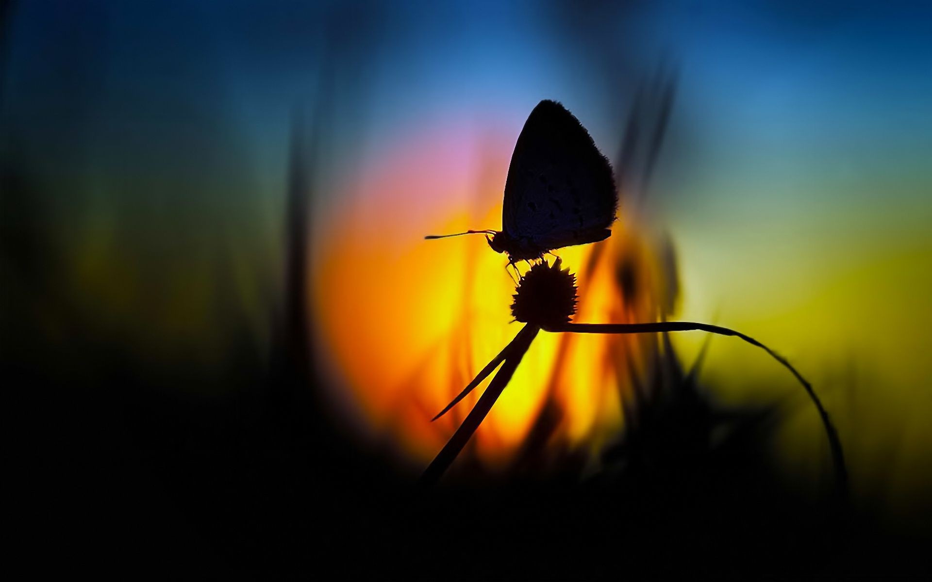 insects blur insect butterfly nature flower light sunset sun abstract focus outdoors dof