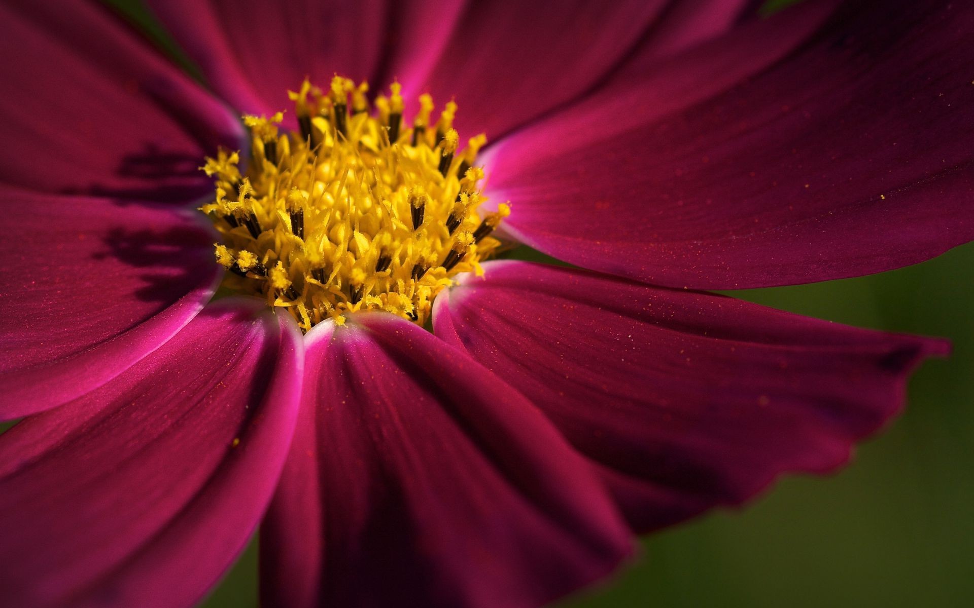 zbliżenie kwiat natura ogród kolor flora lato płatek jasny