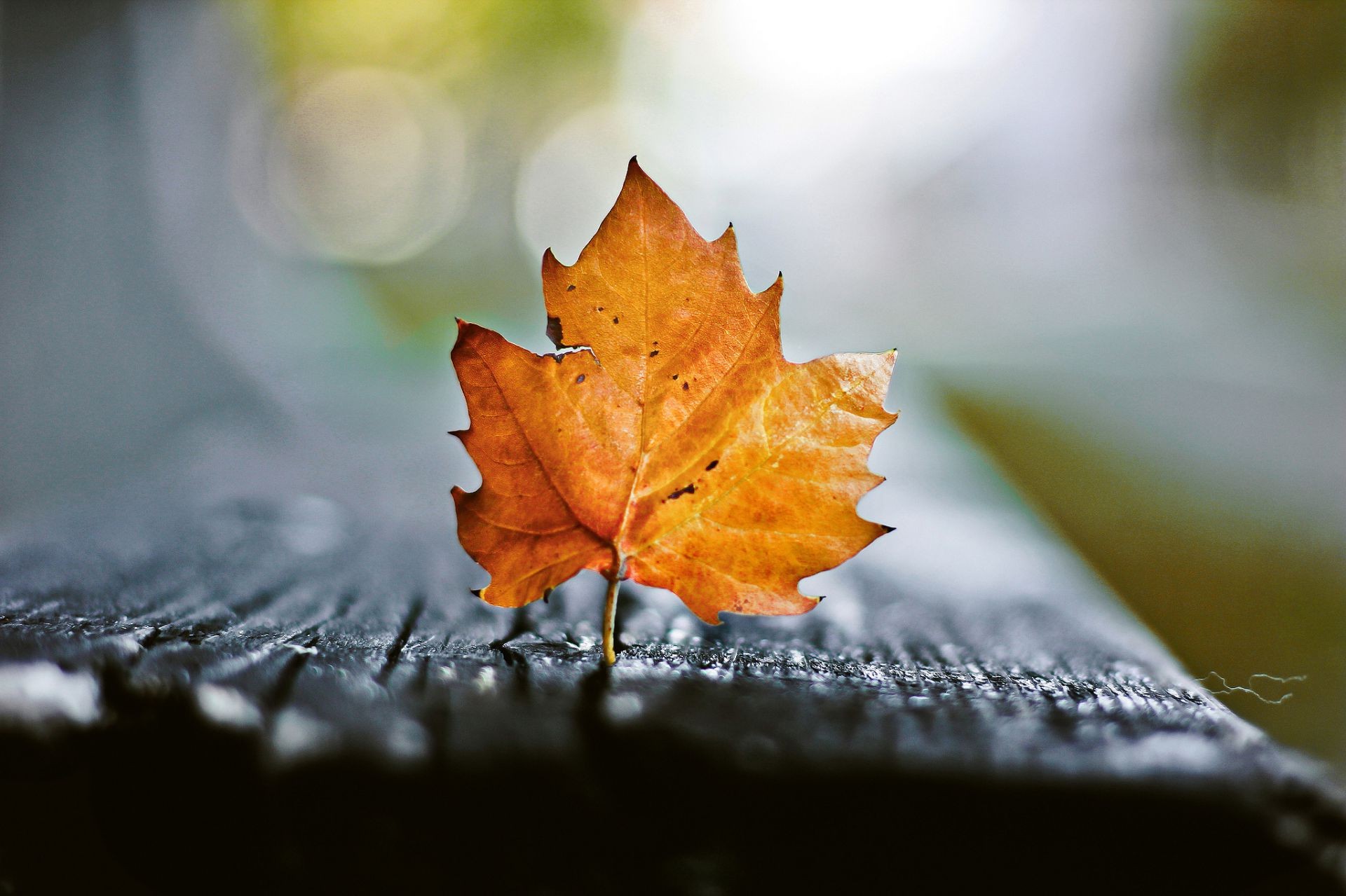 feuilles automne feuille nature à l extérieur flou flore pluie érable arbre lumière jardin nature morte