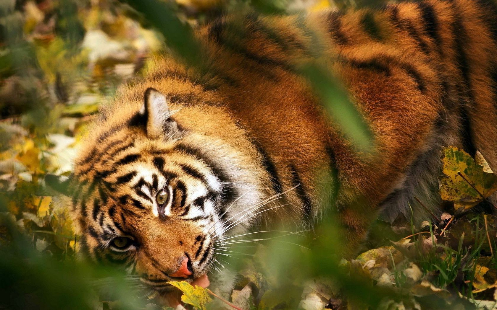 tigres tigre chat faune mammifère prédateur chasseur jungle bande animal mangeur de viande zoo fourrure à la recherche sauvage sibérien nature grand agression portrait tigris