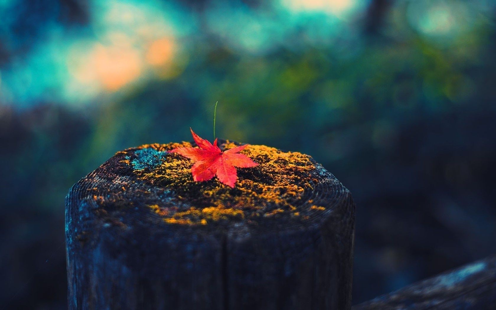 leaves blur fall nature water outdoors